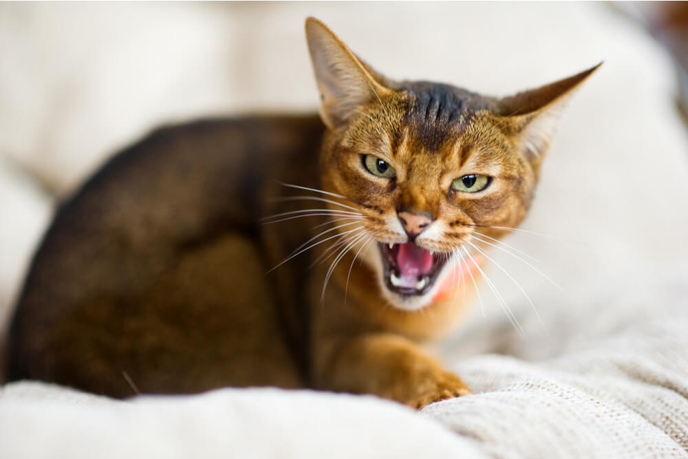 Katze faucht auf beigem Hintergrund