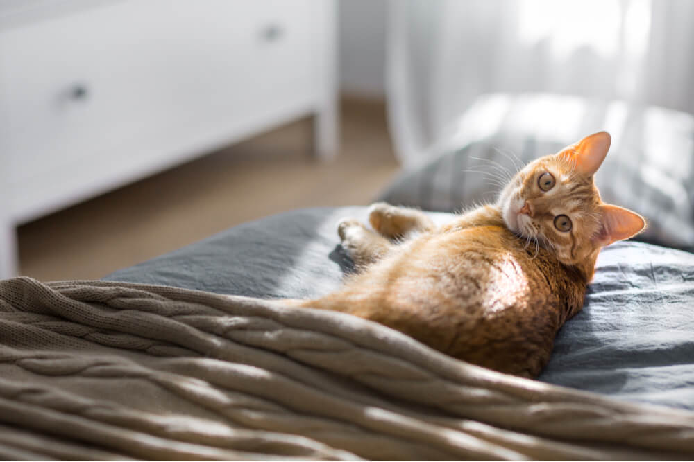 Genesung von Infektionen der oberen Atemwege bei Katzen