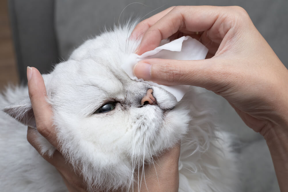 Abwischen der Augenbindehaut bei Katzen