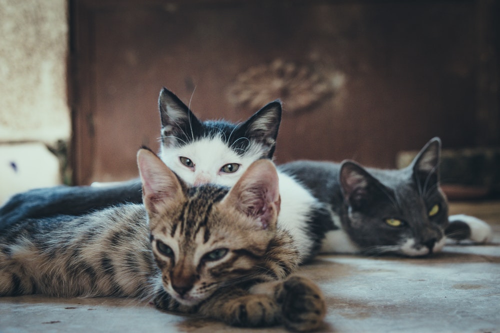 Foto einer Gruppe von Katzen mit der Möglichkeit der Übertragung von Katzenleukämie