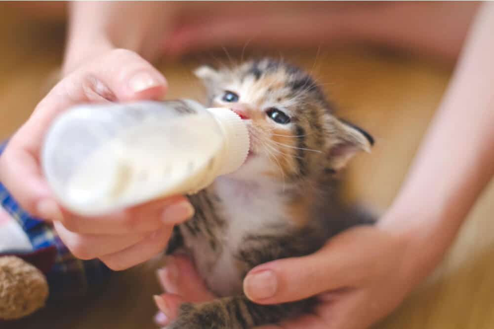 Kätzchen trinkt Milch aus einer Flasche