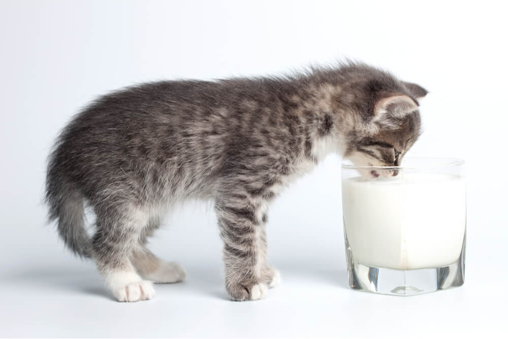 Ein bezauberndes Bild, das die Unschuld eines Kätzchens einfängt, das Milch aus einem Glas trinkt.