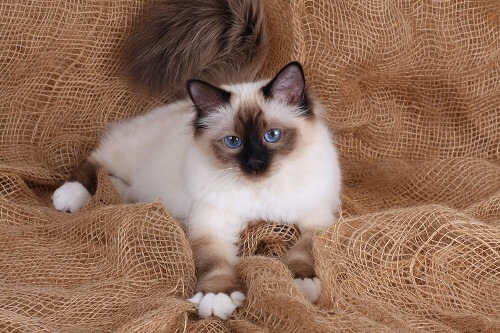 Wunderschöne Birma-Katze mit auffallend blauen Augen und einem luxuriösen Fell