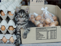 Image of a cat surrounded by eggs, portraying a curious feline exploring an arrangement of eggs