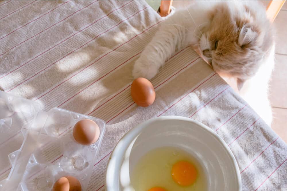 Bild zeigt eine Katze, die neugierig Eier auf einem Tisch erkundet, wobei ein aufgeschlagenes Ei auf einem Teller liegt