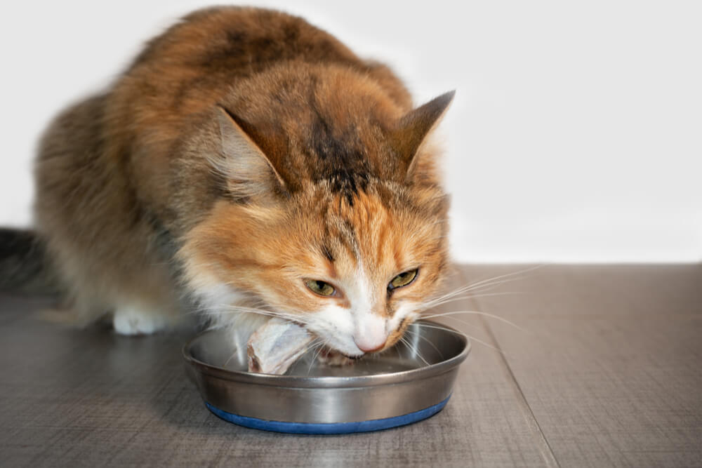 Dürfen Katzen rohe Hühnerknochen essen?