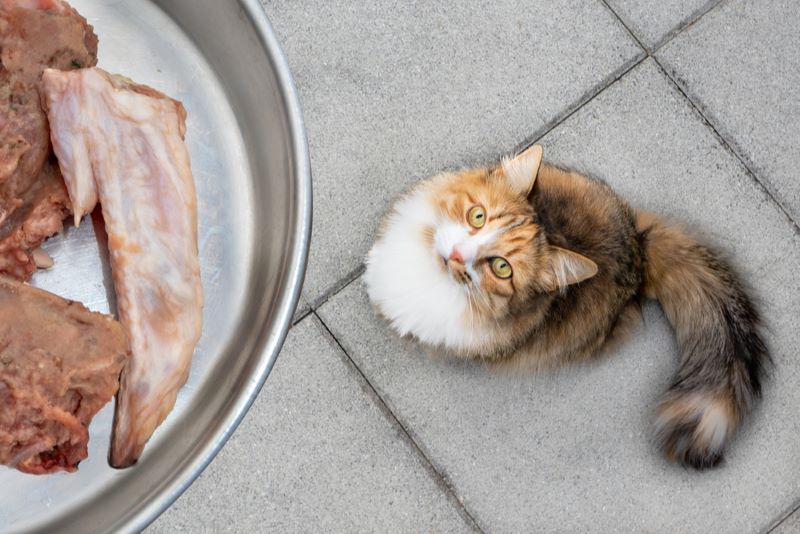 Dürfen Katzen rohes Hühnchen essen?