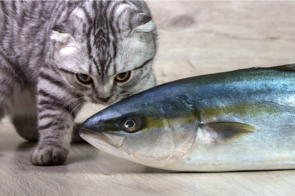 Untersuchung der Frage, ob Katzen Thunfisch essen können, mit Schwerpunkt auf Überlegungen zur Ernährung von Katzen.