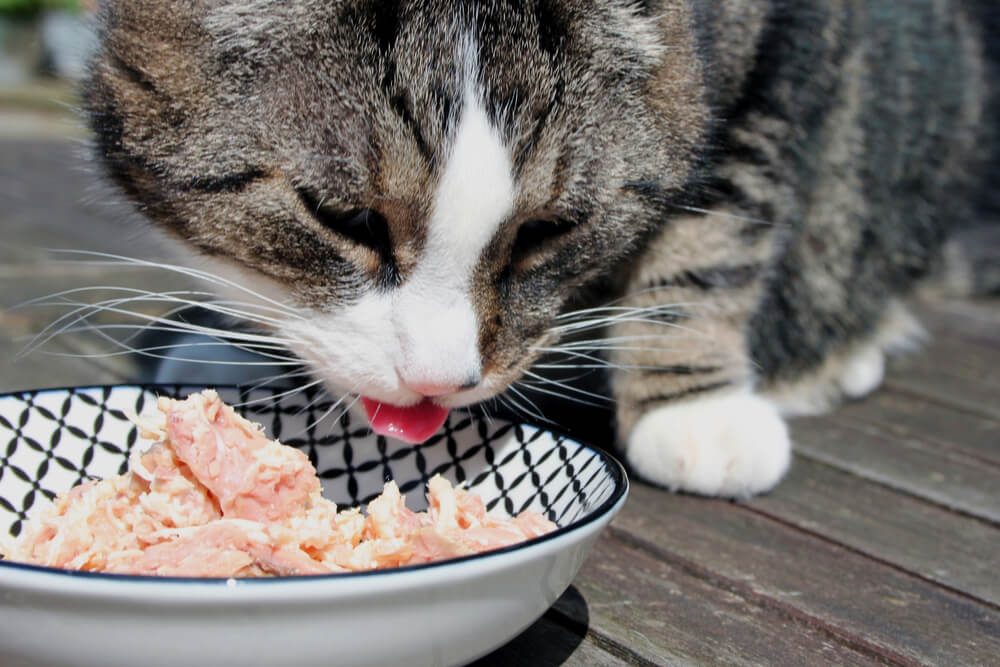 Fesselndes Bild einer Katze, die einen Thunfisch-Leckerbissen genießt.