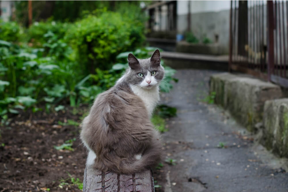 Abbildung verschiedener Möglichkeiten, wie sich Katzen mit Hakenwürmern infizieren können