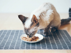 Devon Rex Eating Tuna