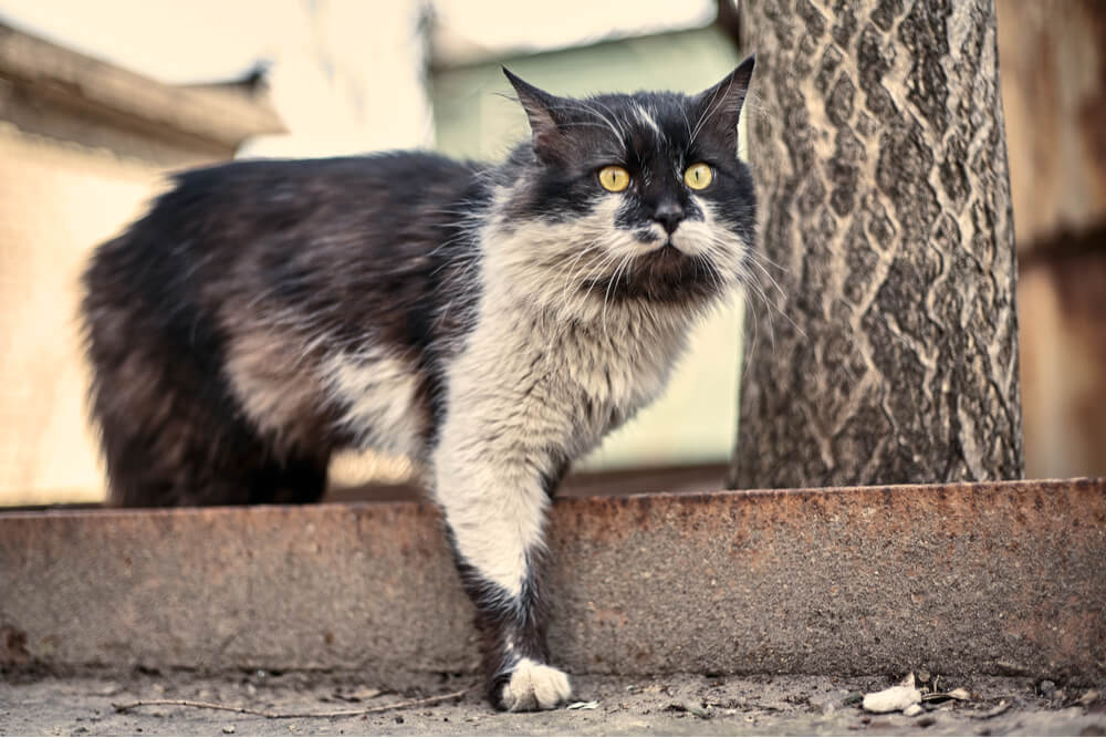 Wie man eine Katze badet Gründe, einer Katze ein Bad zu geben