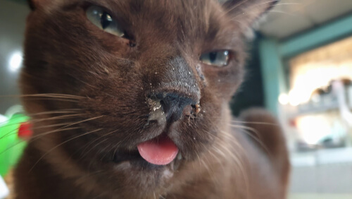 Bild mit der Abkürzung FCV, die für Felines Calicivirus bei Katzen steht.