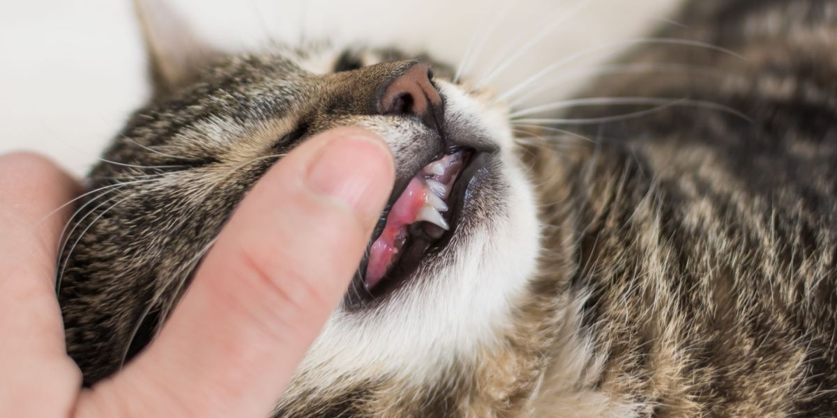 Zahnfleischentzündung bei Katzen