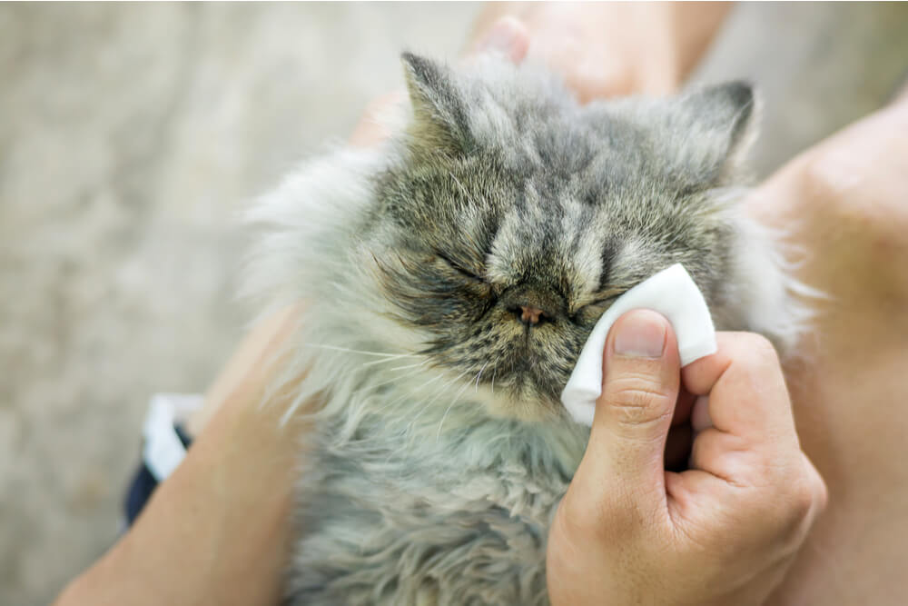 Wie man die Augen und Ohren einer Katze badet