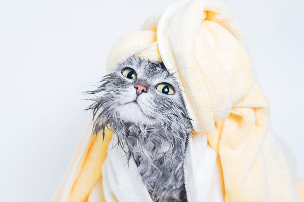 Bild mit Anleitung zum Baden und Trocknen einer Katze.