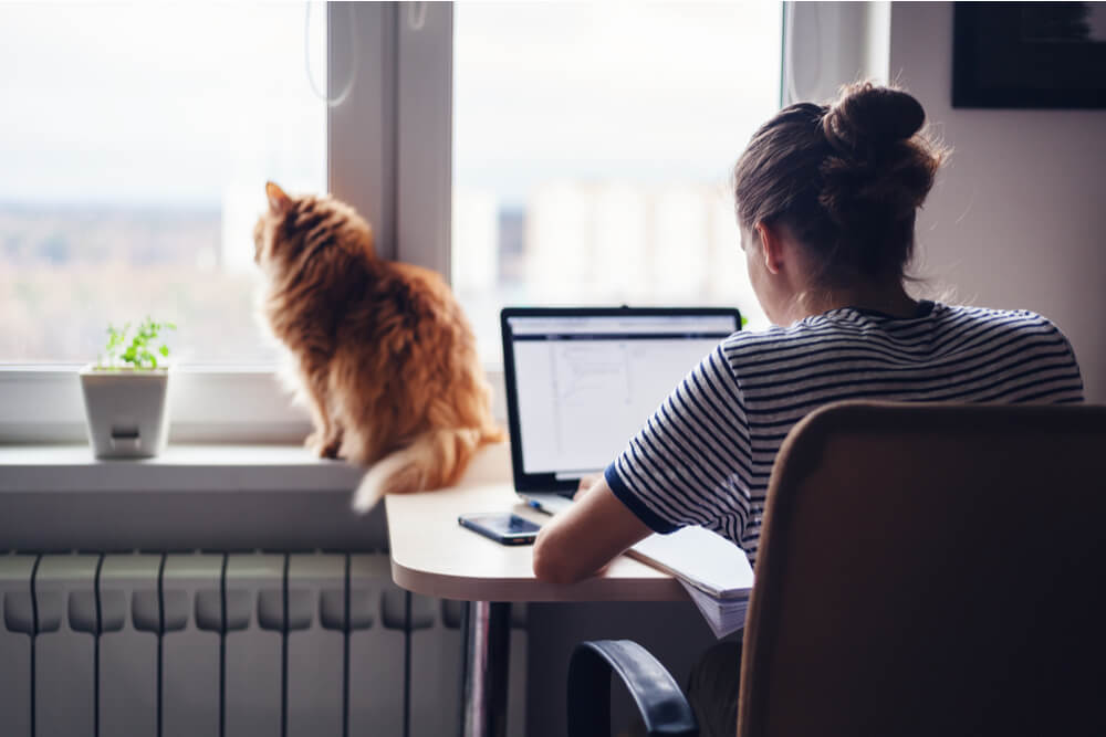 So berechnen Sie die Futtermenge für Ihre Katze