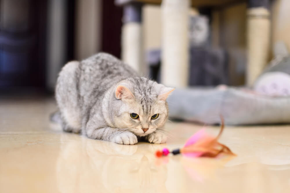 Betreuung einer Katze mit Epilepsie. Ein aufmerksamer Besitzer überwacht das Wohlbefinden und die Anfälle der Katze genau und zeigt so hingebungsvolle Pflege.