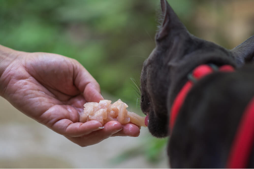 Warnendes Bild, das die Risiken zeigt, die mit dem Verzehr von rohem Hühnerfleisch für Katzen verbunden sind, und auf mögliche Gesundheitsgefahren und Bedenken hinweist.