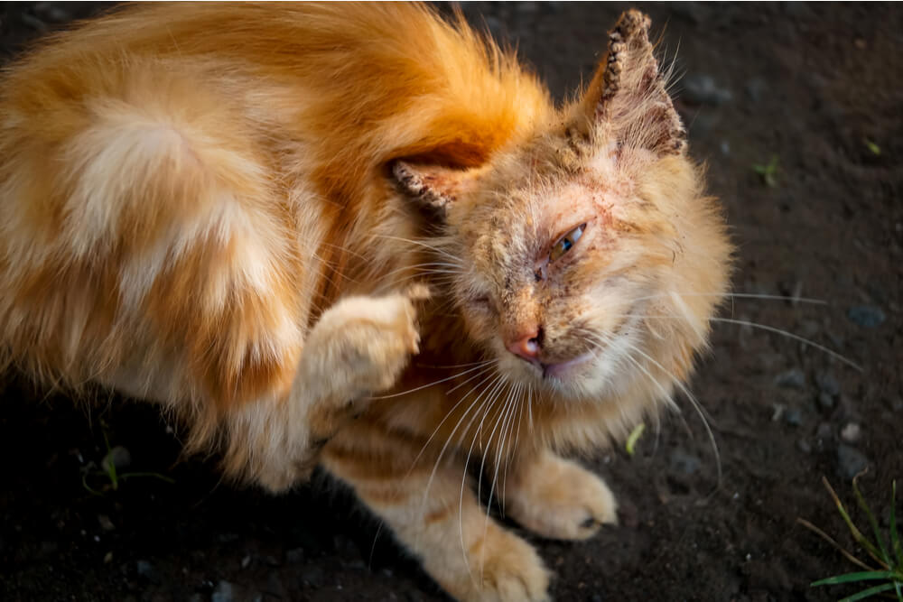 Symptome von Räude bei Katzen