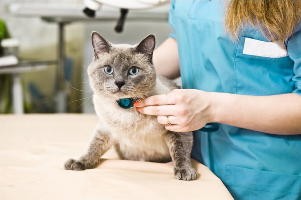 Nebenwirkungen von Chlorambucil bei Katzen