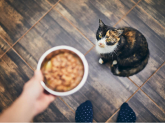 An image depicting a concerned cat owner alongside a cat's food bowl that remains untouched.