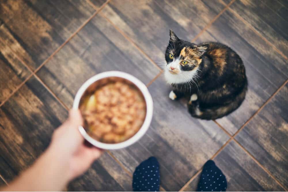 Ein Bild, das einen besorgten Katzenbesitzer neben dem unberührten Futternapf einer Katze zeigt.