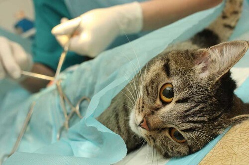 Katze liegt während einer Operation unter einem blauen Tuch