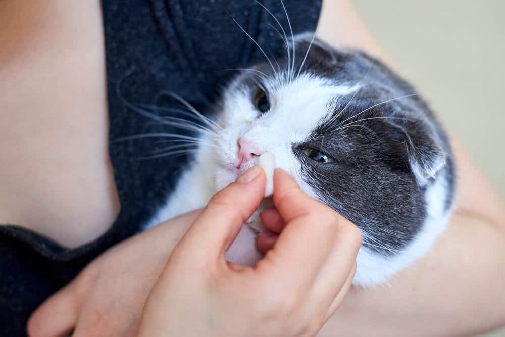 Eine erkältete Katze, abgebildet, wie sie sich mit einer Pfote die Nase putzt, zeigt Anzeichen von Krankheit und Unwohlsein.