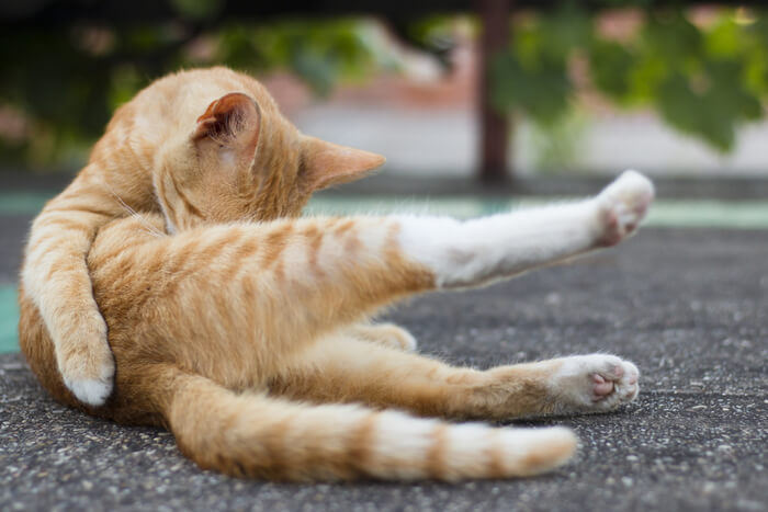 Was tun, wenn sich die Katze die Haare ausreißt?