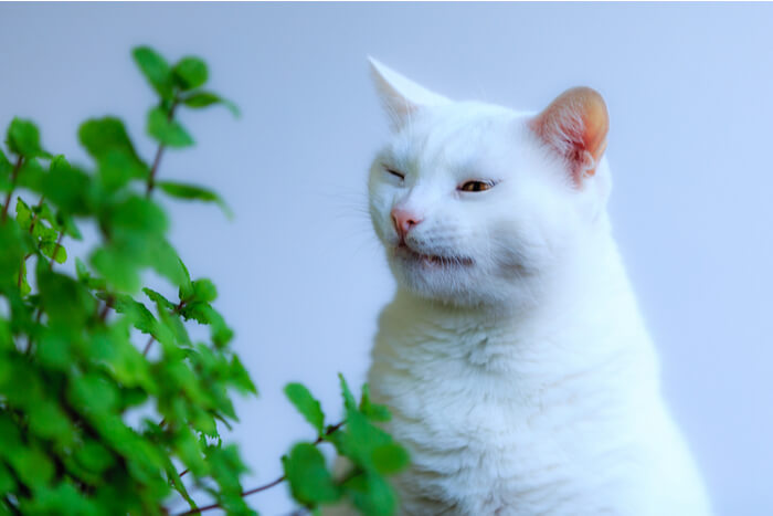 Weiße Katze niest neben einer grünen Pflanze