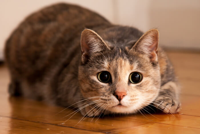 Eine Katze mit großen Augen beim Herumrennen, mit einem berauschenden und leicht wilden Gesichtsausdruck, während sie mit unbändiger Energie umherrast.