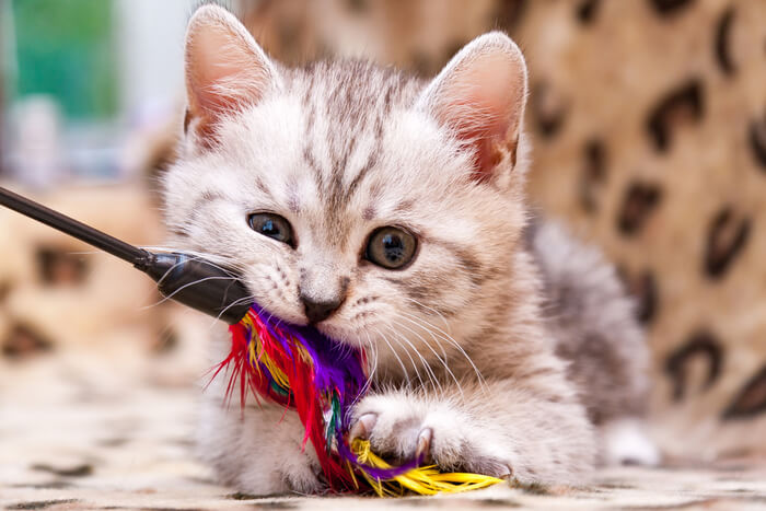 Katzenspielzeug „Zoomies Feather Want“