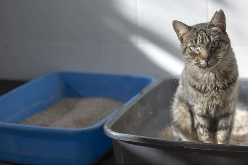 Katze in der Katzentoilette – mögliche Symptome eines Nierenversagens.