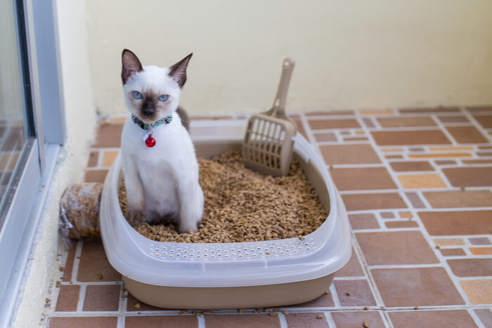 Behandlung der idiopathischen Blasenentzündung bei Katzen