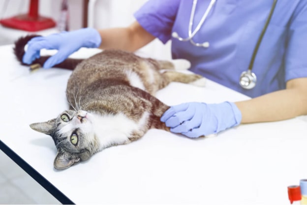 Katze Blut Im Urin Nierenversagen de.cats.com
