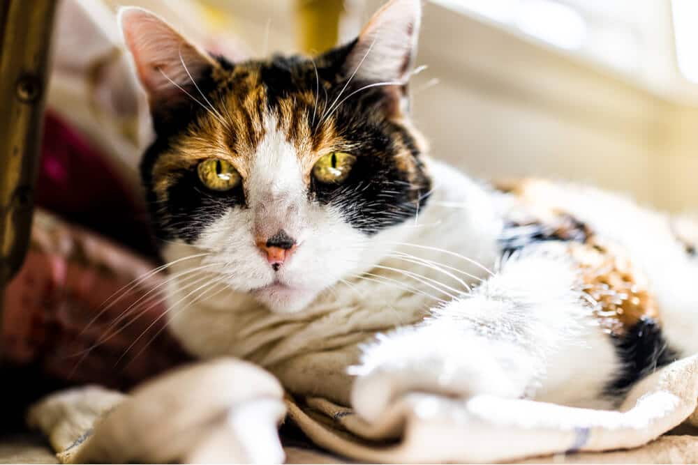 Nierenversagen bei Katzen Chronische Nierenerkrankung