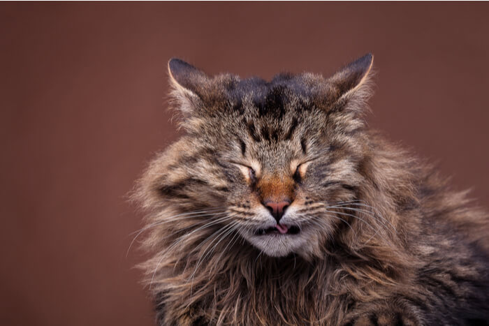 Ein Bild, das eine Maine-Coon-Katze beim Niesen zeigt.