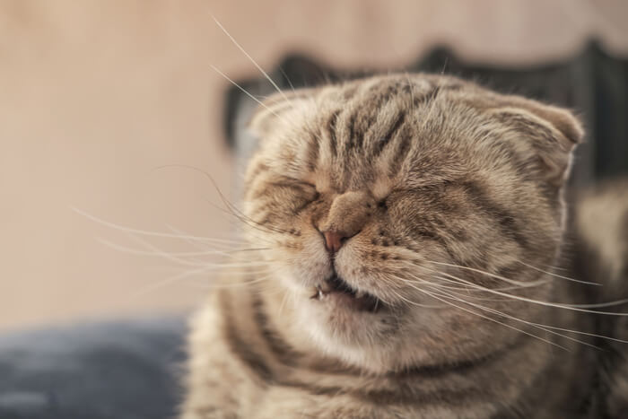 Ein Bild, das eine Scottish Fold-Katze zeigt, die beim Niesen erwischt wurde.