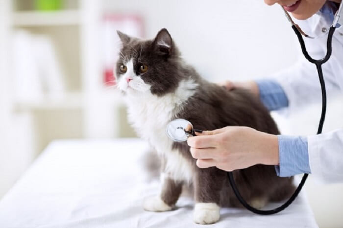 Katzen-Check-up beim Tierarzt.