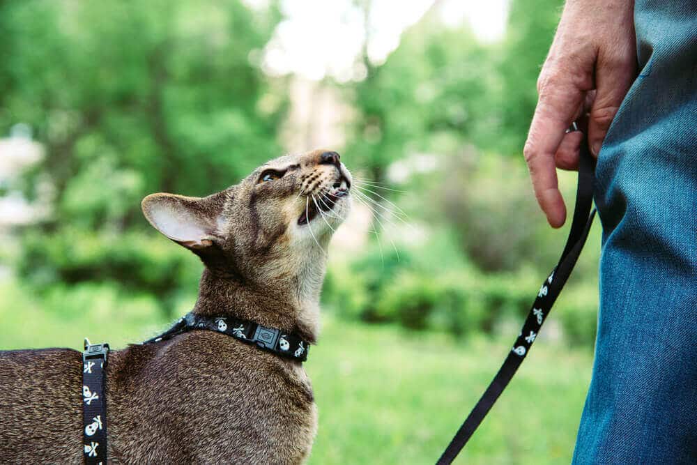 Wie man eine Katze an der Leine spazieren führt