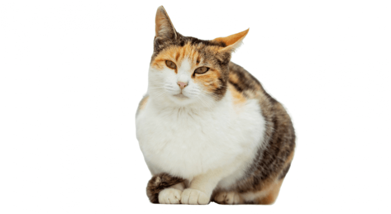  Ägäische Katze Breed Image