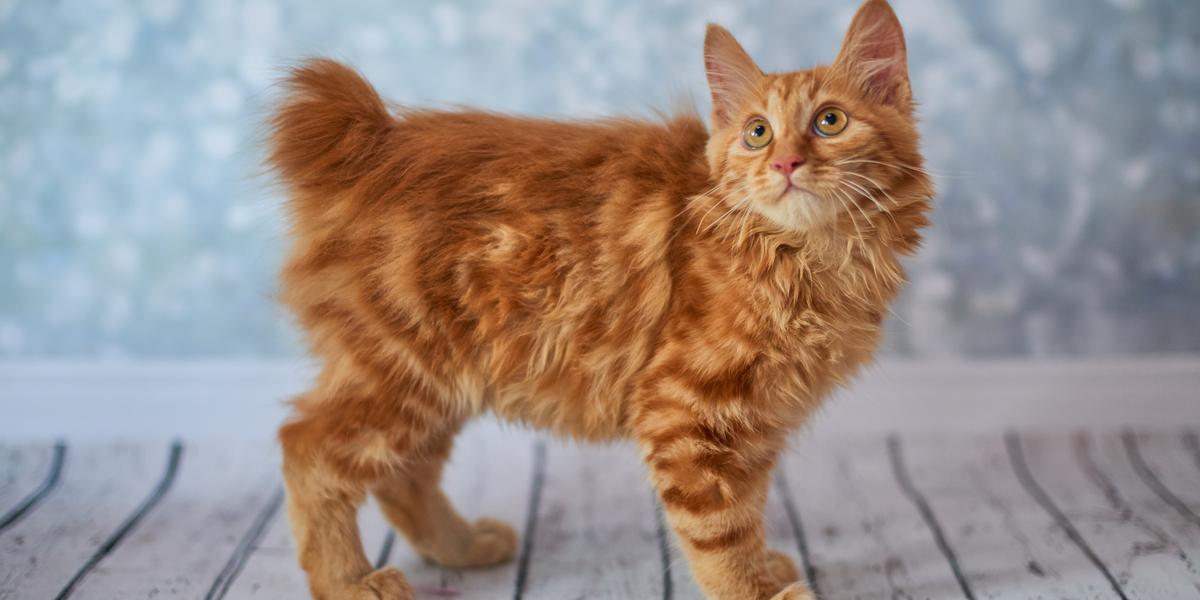 American Bobtail-Katze