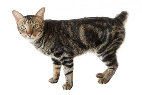 Amerikanischer Bobtail