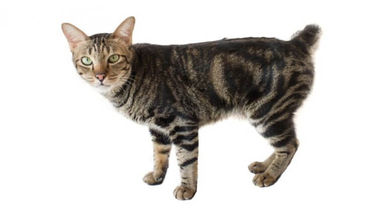 Amerikanischer Bobtail