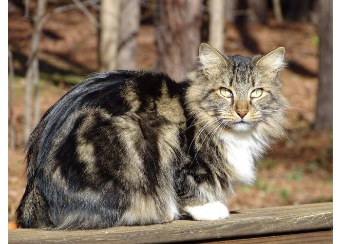 American Bobtail Katze im Wald