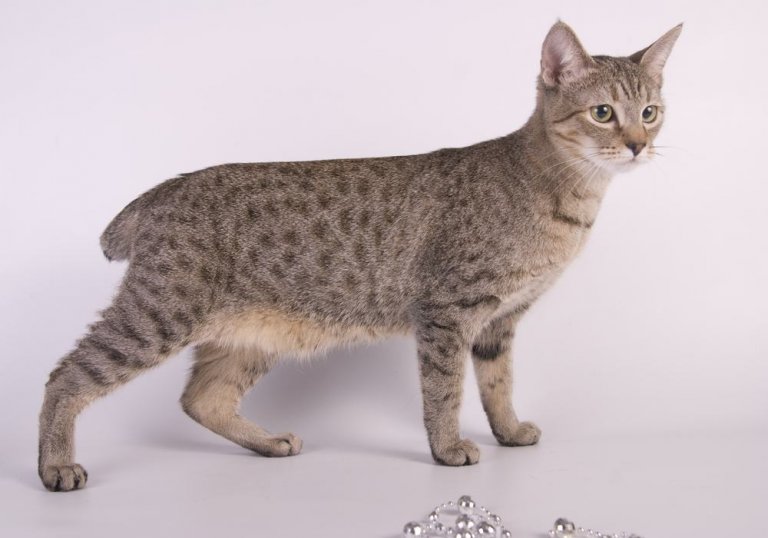 About the Amerikanischer Bobtail Cat