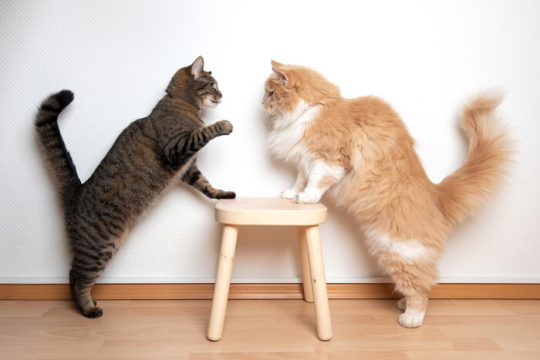 Spielen meine Katzen – oder kämpfen sie?