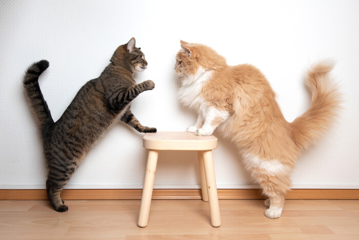 Ein Bild, das Katzen bei Interaktionen zeigt, bei denen die Grenzen zwischen Kämpfen und Spielen verschwimmen, was die manchmal zweideutige Natur des Katzenverhaltens verdeutlicht.