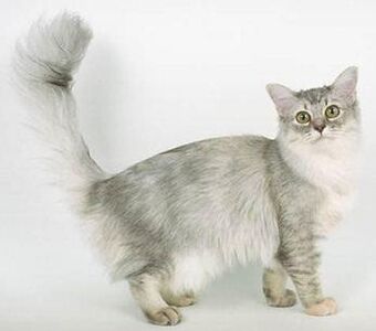 About the Asiatisches Halblanghaar Cat